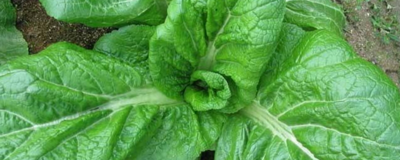 青菜的養殖方法和註意事項 青菜的養殖方法和註意事項