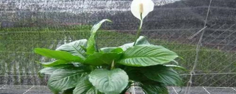 水養白鶴芋需放多少水 水養白鶴芋需放多少水