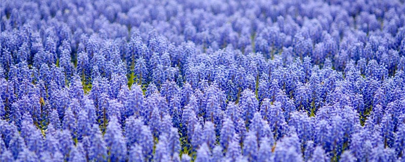 风信子开花后怎么处理 风信子开花后怎么处理