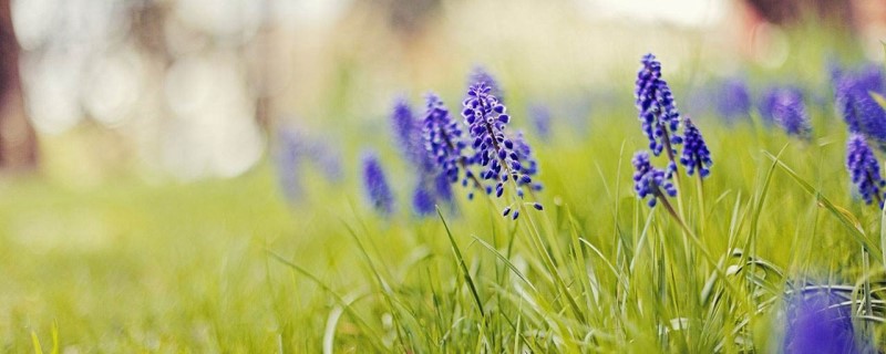 风信子有毒吗 风信子有毒吗