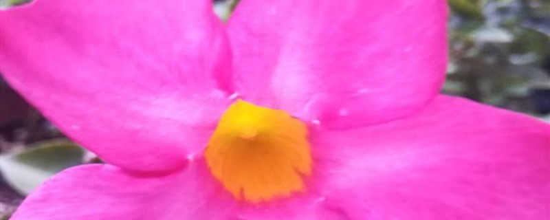 飘香藤常见病 飘香藤常见病