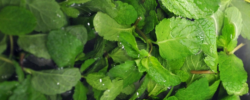 香草是什麼植物 香草是什麼植物
