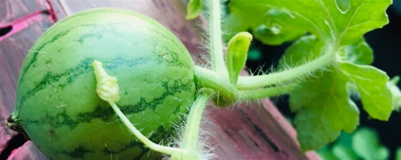 西瓜种植技术，西瓜什么时候种