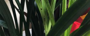 墨兰和蕙兰的区别