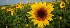 向日葵是什么季节，向日葵怎么种植