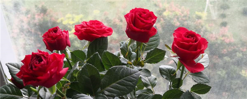 玫瑰花的品种 种玫瑰花的方法 花百科