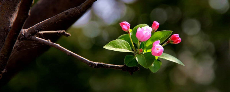 海棠什么时候开花，三亚海棠花开时间