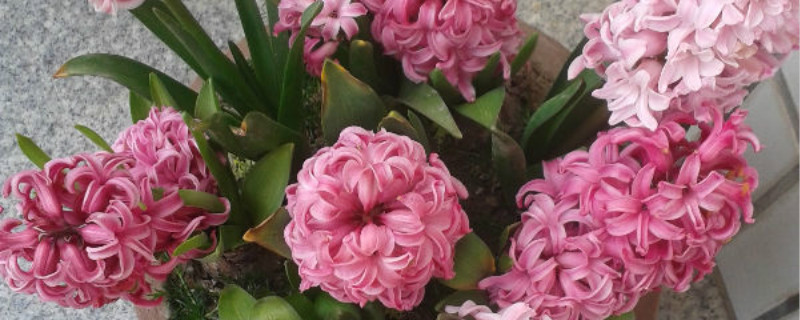 风信子花期,风信子的花语 风信子花期,风信子的花语