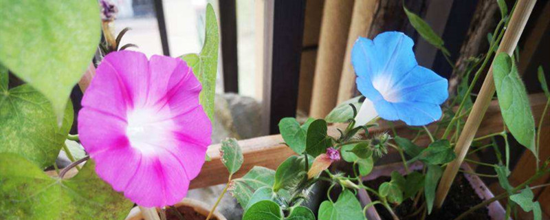 牵牛花怎么种,牵牛花种子价格 牵牛花怎么种,牵牛花种子价格