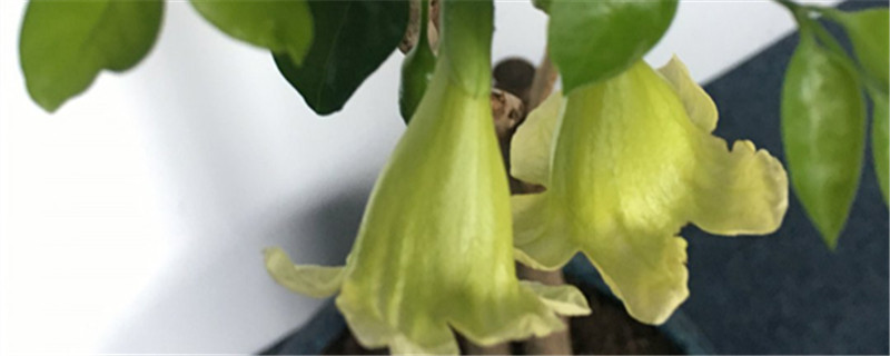 幸福树开花吗,养殖方法介绍 幸福树开花吗,养殖方法介绍