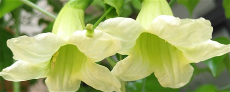 幸福树会开花吗,开花有什么预兆 幸福树会开花吗,开花有什么预兆