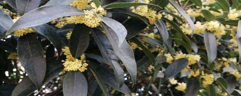 桂花是什么季节开的,花期有多长