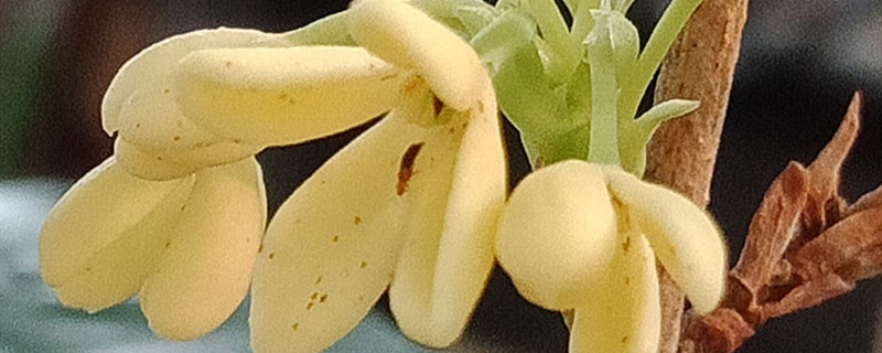 桂花叶子有锈斑怎么治,干枯怎么急救 桂花叶子有锈斑怎么治,干枯怎么急救