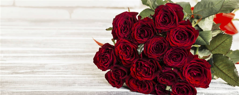 玫瑰支数代表的意思,送11朵还是19朵 - 花百科