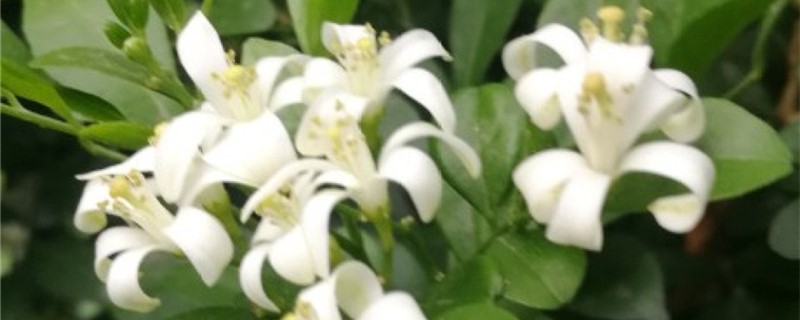 九里香适合深盆还是浅盆,选盆有什么要求 九里香适合深盆还是浅盆,选盆有什么要求
