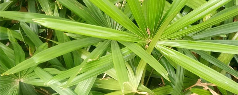 矮棕竹的养殖方法和注意事项