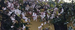 梅花什么时候开花，梅花在什么季节开放