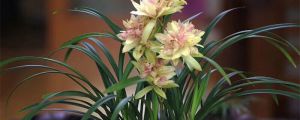 兰花什么季节开花（兰花花期）