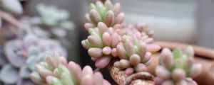 多肉种植方法，叶插方法