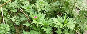 艾草灰的功效与作用，艾草灰能祛痘吗