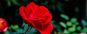 月季花的特点，月季花的图片