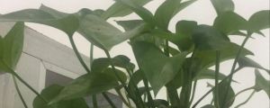 绿萝浇水可以从叶子上直接浇下来吗，可以喷叶子吗