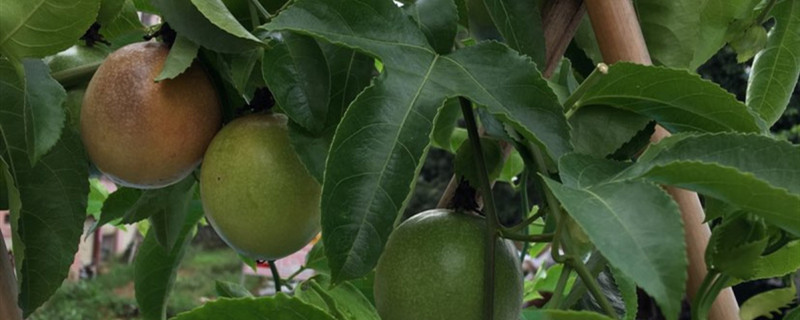 百香果的籽是吞还是嚼碎,如何泡水喝