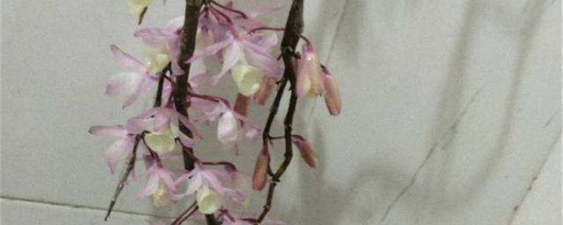 怎么给盆栽石斛浇水,浇水多了怎么办 怎么给盆栽石斛浇水,浇水多了怎么办