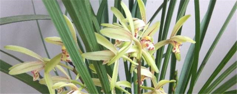 兰花发芽是什么样子,发芽后如何长得快 兰花发芽是什么样子,发芽后如何长得快