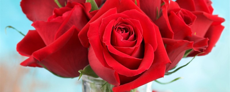 玫瑰花什么时候移栽好 新移栽的玫瑰花要几天浇一次水 花百科