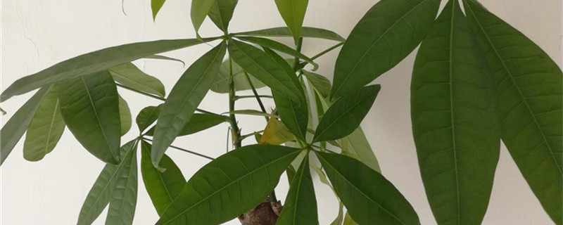 发财树浇水多了根茎腐烂了怎么办,怎么使用生根粉 发财树浇水多了根茎腐烂了怎么办,怎么使用生根粉