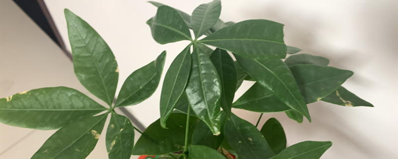 发财树能水培养吗,有黄叶了怎么办 发财树能水培养吗,有黄叶了怎么办