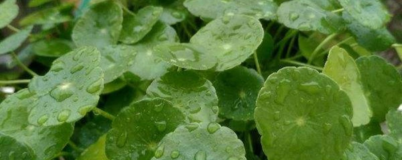 铜钱草浇水的正确方法,铜钱草浇什么水 铜钱草浇水的正确方法,铜钱草浇什么水
