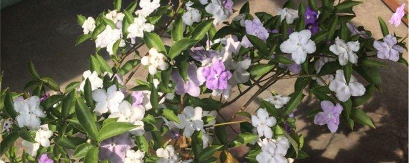 番茉莉的养殖方法和注意事项 番茉莉的养殖方法和注意事项