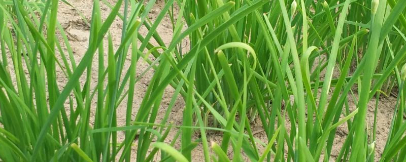 韭菜的功效与作用,韭菜的营养价值及功效 韭菜的功效与作用,韭菜的营养价值及功效