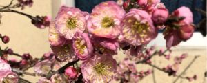 梅花嫁接时间和方法，梅花嫁接用什么砧木