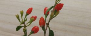 枸杞树苗怎么种植，几年结果