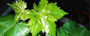 葡萄施肥管理，施肥季节