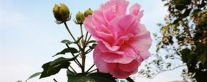 杜鹃花是映山红吗，是草本还是木本