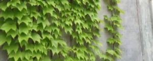 爬山虎怎样才长得快，冬季落叶吗