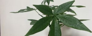 发财树施肥用什么肥料，施肥正确方法