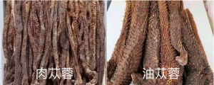 油苁蓉和肉苁蓉的区别，肉苁蓉的图片