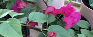 三角梅养殖的环境要求，养在背太阳的地方会开花吗
