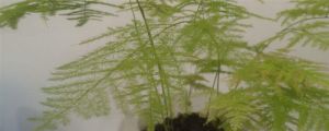 文竹开花寓意什么兆头，养几根才最好