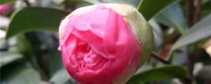 山茶花花期管理要点，山茶花花期怎么施肥