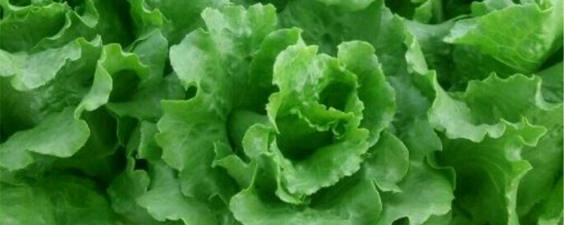 盆栽生菜怎么养,生菜浇水讲究 盆栽生菜怎么养,生菜浇水讲究