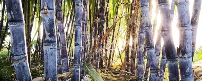 甘蔗种植技术 甘蔗种植技术