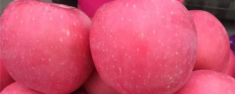 世界上最大的苹果有多大,在哪里 世界上最大的苹果有多大,在哪里
