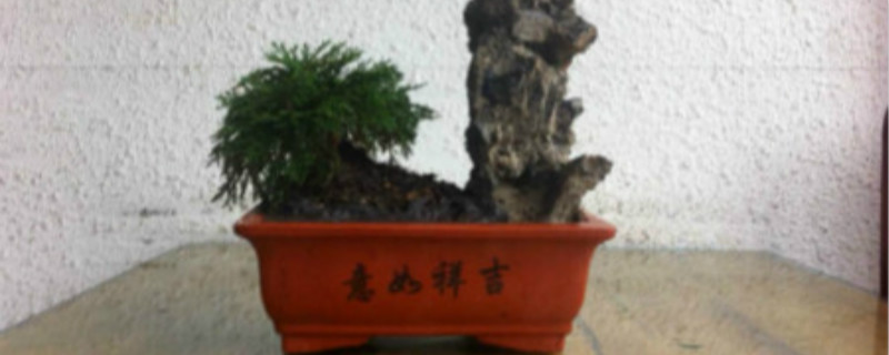九死还魂草怎么养,怎么浇水 九死还魂草怎么养,怎么浇水