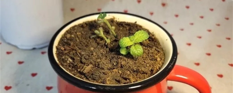 怎么让薄荷茎叶粗壮,怎么修剪 怎么让薄荷茎叶粗壮,怎么修剪